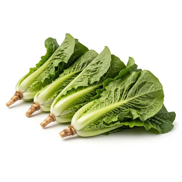 Fresh Bostan Lettuce 🇳🇱 – Premium Holland Imported | Gourmet Salad Greens UAE