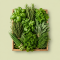 Fresh Herb