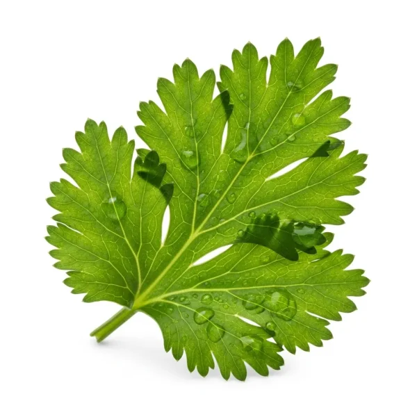 Fresh Egyptian Coriander 🇪🇬 – Robust Flavor | Buy Fresh Herbs Online UAE