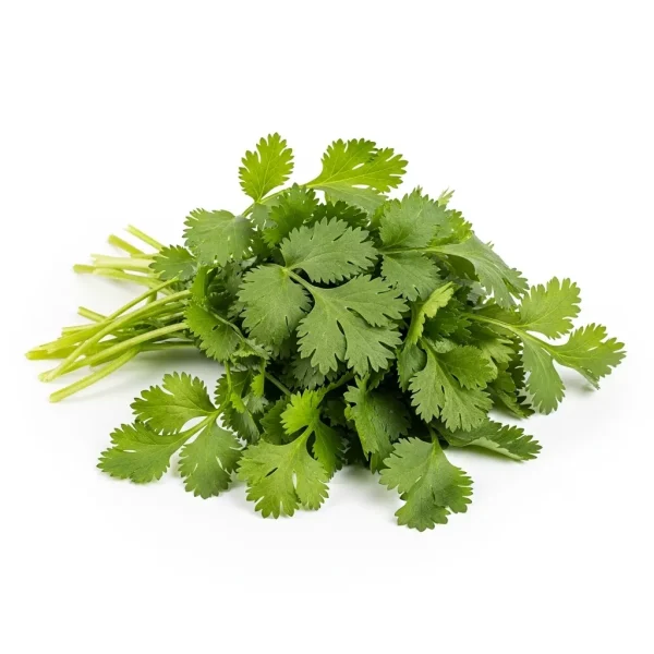 Fresh Coriander / Dhania 🇴🇲 – Premium Oman Grown | Aromatic Leafy Herbs
