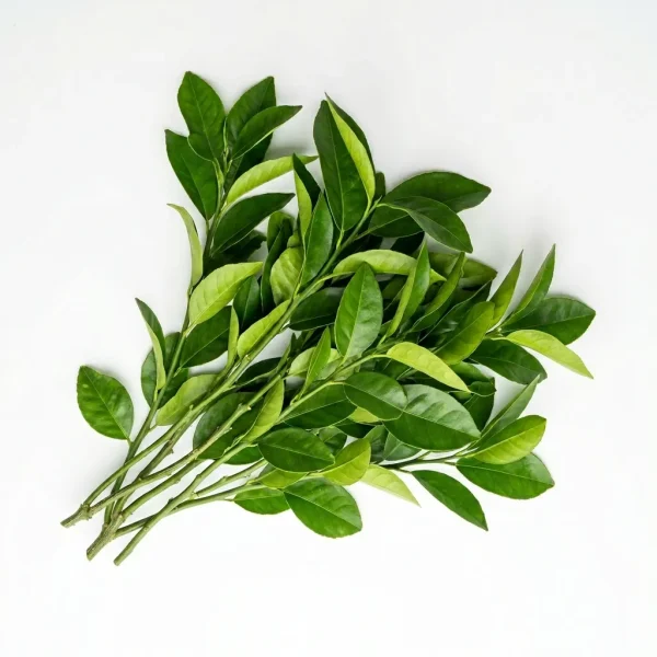 Fresh Lime Leaves with Stems 🇹🇭 / 🇻🇳 – Premium Imported Quality | Aromatic Kaffir Lime Leaves Dubai UAE
