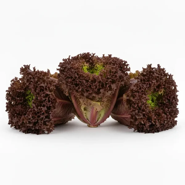 Fresh Lollo Roso Lettuce 🇳🇱 – Premium Holland Imported | Red Frilled Salad Greens