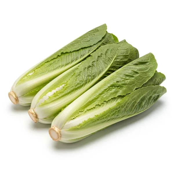 Fresh Long Romaine Lettuce 🇯🇴 – Premium Jordan Grown | Caesar Salad Lettuce UAE