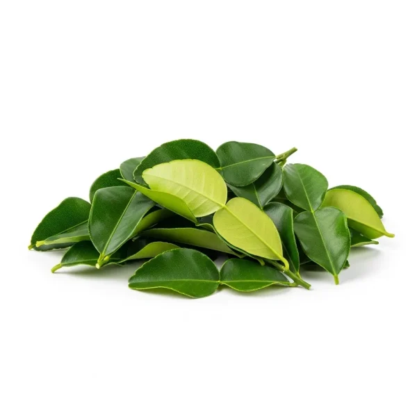 Fresh Lime Leaves 🇹🇭 – Authentic Thailand Imported | Aromatic Kaffir Leaves UAE