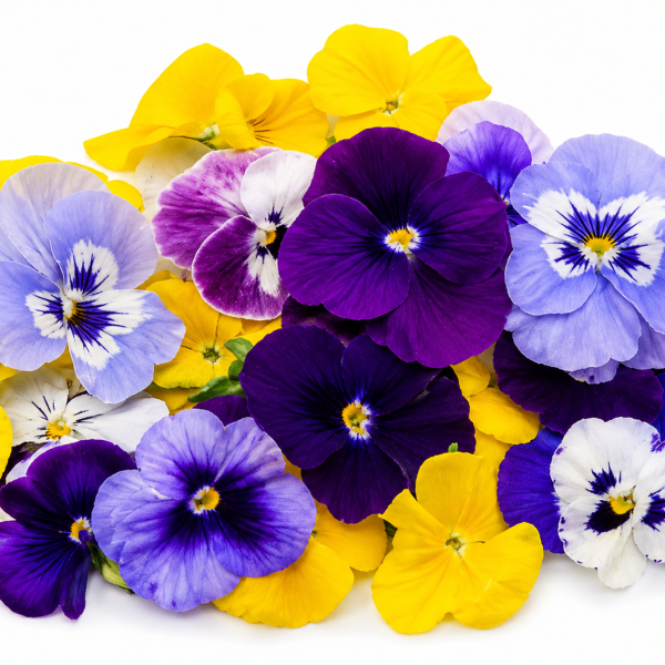 Viola Flowers  / Mixed Colors / Edible Pansy UAE – UAE 🇦🇪  Premium Edible Flowers | Fresh • Colorful • Elegant