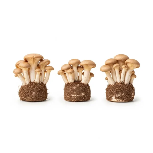 Fresh Wild Mushrooms 🇳🇱 – Premium Holland Imported | Gourmet Exotic Mushrooms