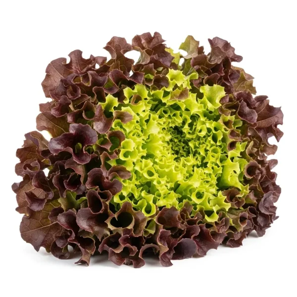 Fresh Oak Leaf Lettuce 🇳🇱 – Premium Holland Imported | Tender Salad Greens UAE