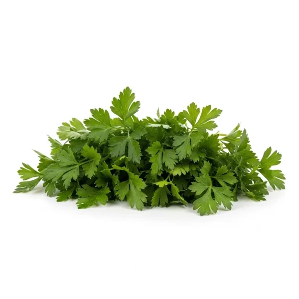Fresh French Parsley 🇳🇱 – Premium Holland Imported | Curly Garnish Parsley UAE