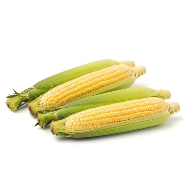 Fresh Sweet Corn on the Cob 🇦🇪 – Locally Grown UAE | Juicy & Sweet Corn