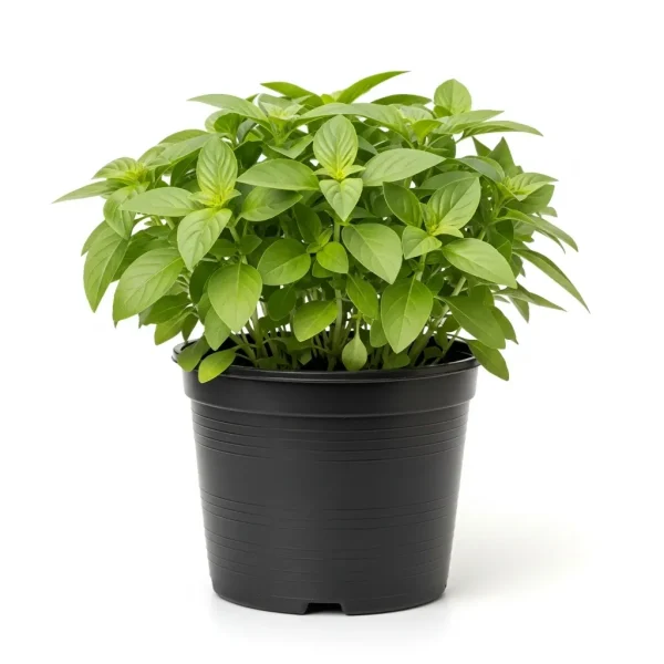 Fresh Basil POT 🇳🇱 – Premium Holland Grown | Live Kitchen Herb UAE