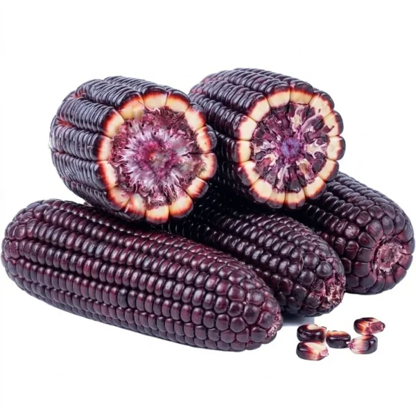 Black Sweet Corn (500g) – Rare Premium Black Corn | Sweet Juicy Anthocyanin-Rich Heirloom Corn Dubai