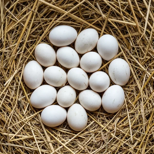 Duck Eggs (1 Piece) – Fresh Premium Duck Eggs | Rich Creamy Baking & Gourmet Culinary Dubai