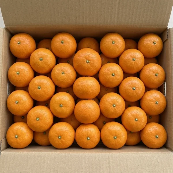 Oranges (Box) 🇵🇰 – Premium Pakistani Bulk Oranges | Wholesale Fresh Juicing Citrus Dubai