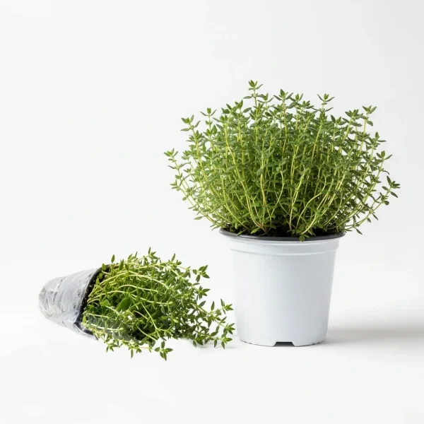 Fresh Thyme Bunch 🇹🇭 – Premium Thailand Imported | Essential Earthy Herb UAE