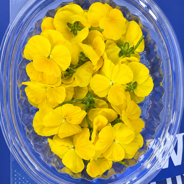 Edible Yellow Pansy / Viola Flowers – UAE 🇦🇪  Premium Edible Flowers | Fresh • Colorful • Elegant