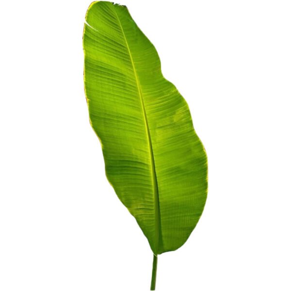 Banana Leaf (1 Piece) – Fresh Premium Quality | Aromatic Fresh Herbs UAE