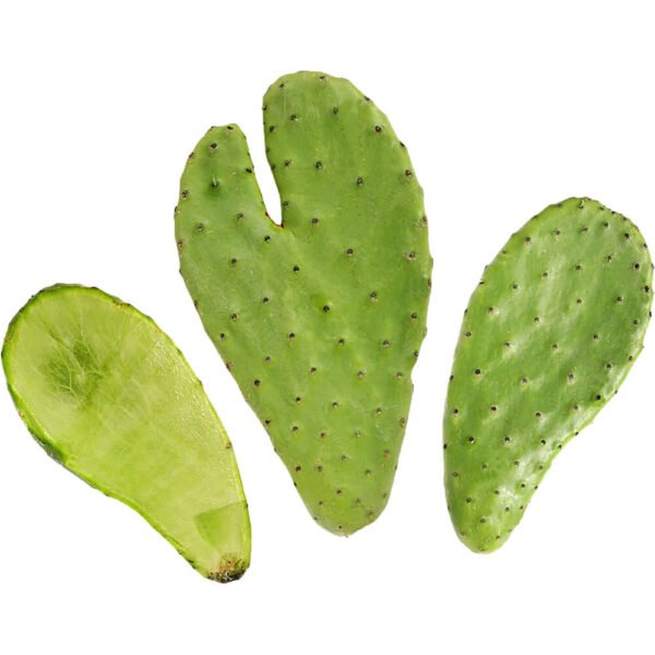 Cactus Prickly Nopal (1 Kg) – Fresh Premium Quality | Crisp Fresh Vegetables UAE