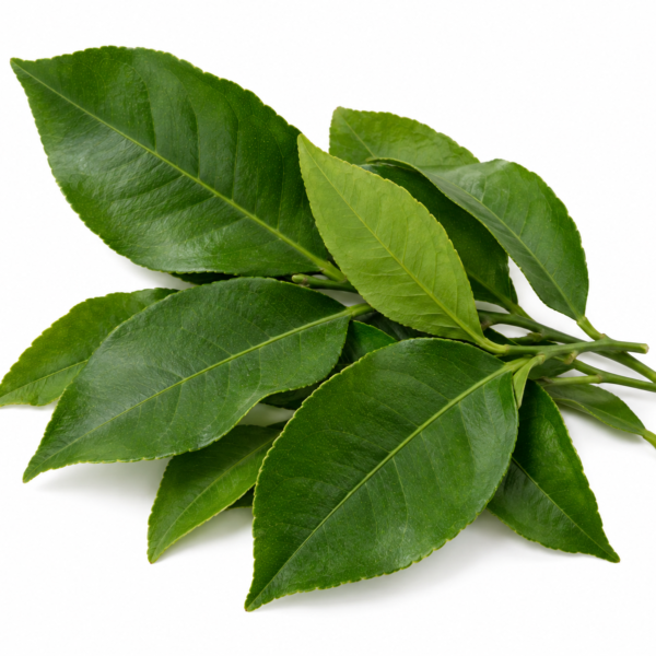Lemon Leaves (200 Gram) – Premium Fresh Lemon Leaves | Aromatic & Full of Flavour Dubai
