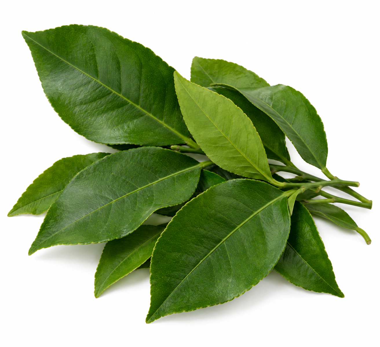 lemon-leaves Lemon Leaves (200 Gram) – Premium Fresh Lemon Leaves | Aromatic & Full of Flavour Dubai - Image 1
