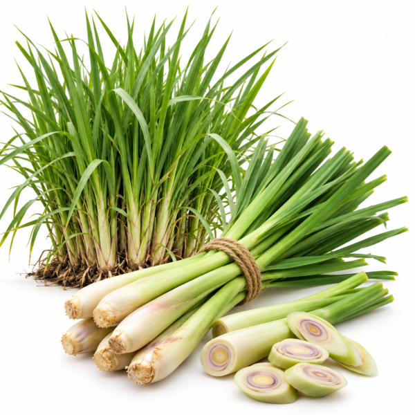 Lemongrass (500 Gram) – Premium Fresh Lemongrass | Aromatic & Full of Flavour Dubai